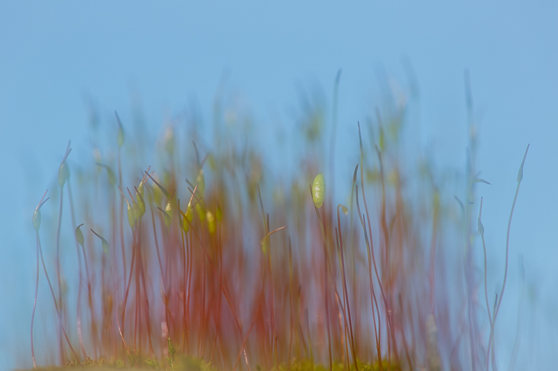 Mooswelt Doppelbelichtung 2