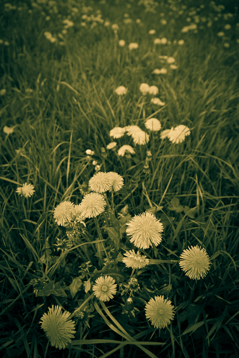 Gelbe Blumenwiese abstrakt 1