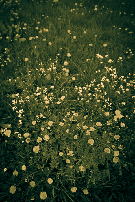 Gelbe Blumenwiese abstrakt 2