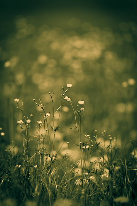 Gelbe Blumenwiese abstrakt 3