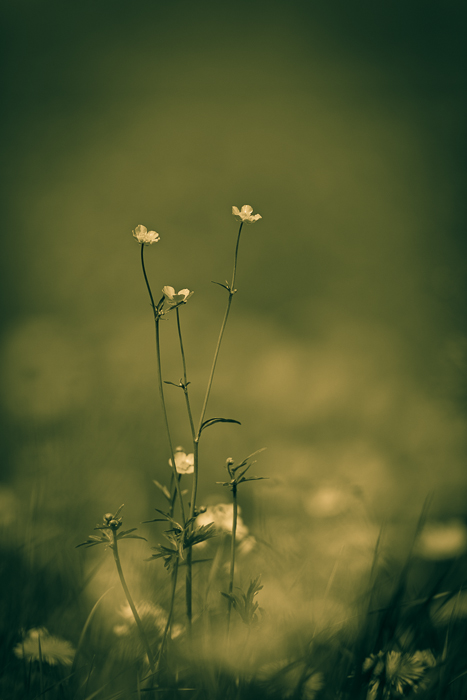 Gelbe Blumenwiese abstrakt 4