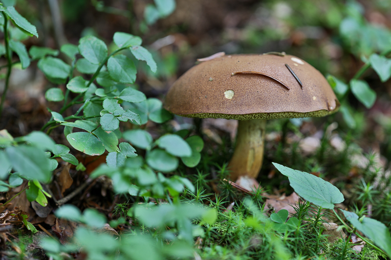 Pilz am Waldboden