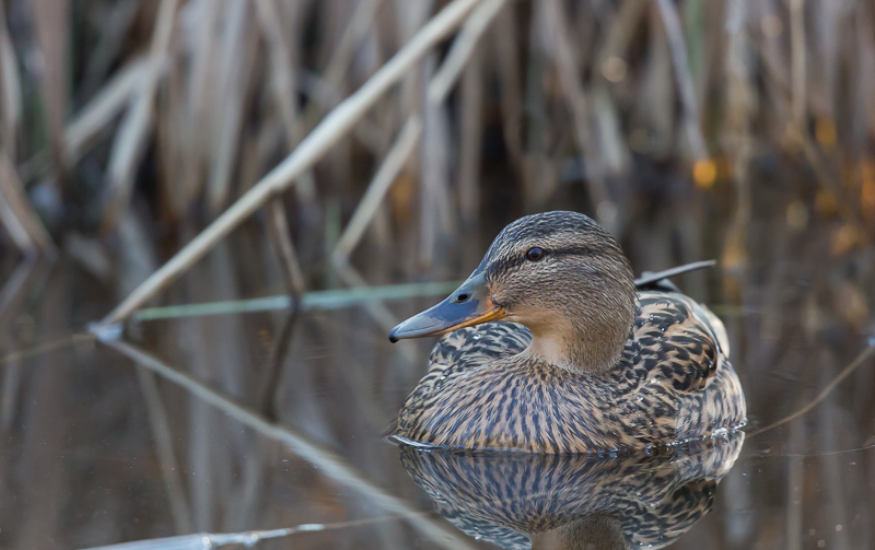 Stockenten im Biotop 1