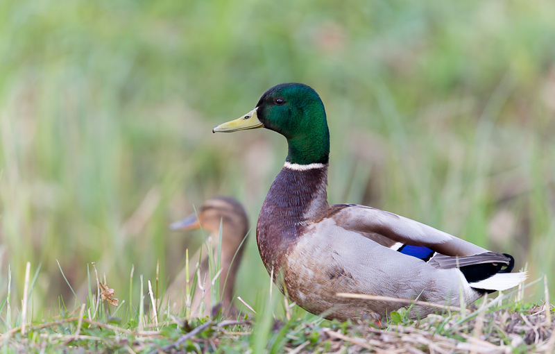 Stockenten im Biotop 3