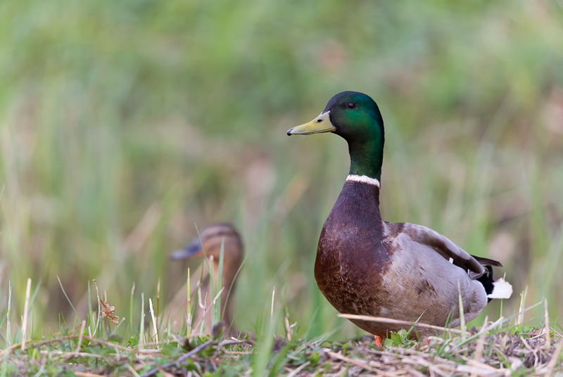 Stockenten im Biotop 4