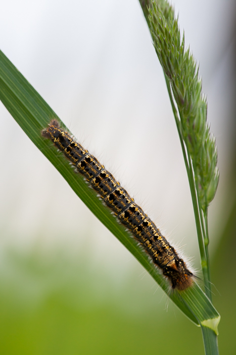 Raupe der Grasglucke