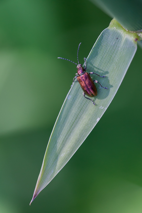 Seidiger Rohrkäfer 1