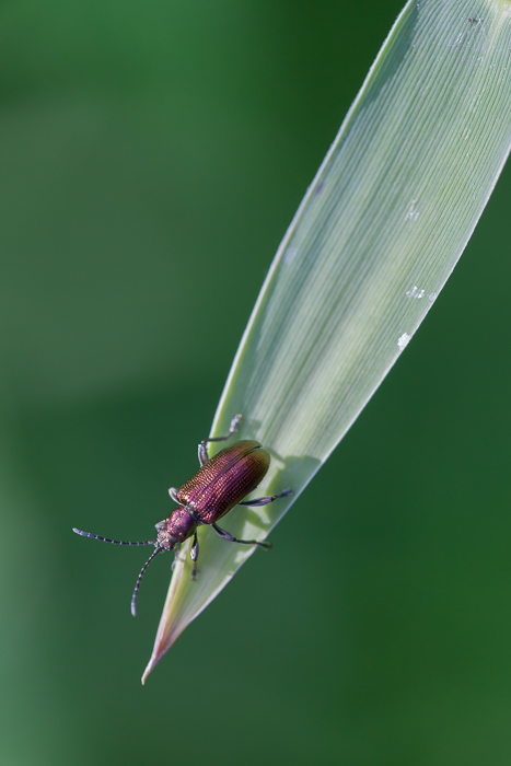 Seidiger Rohrkäfer 2
