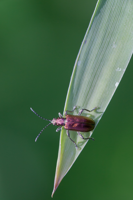 Seidiger Rohrkäfer 3