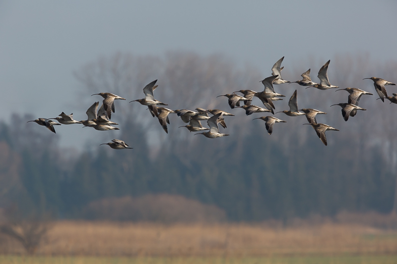 Große Brachvögel im Flug 1