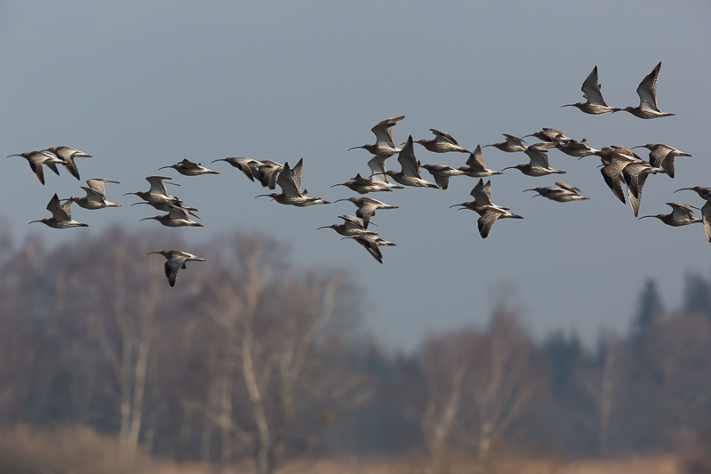 Große Brachvögel im Flug 2