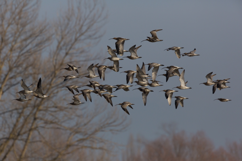 Große Brachvögel im Flug 3