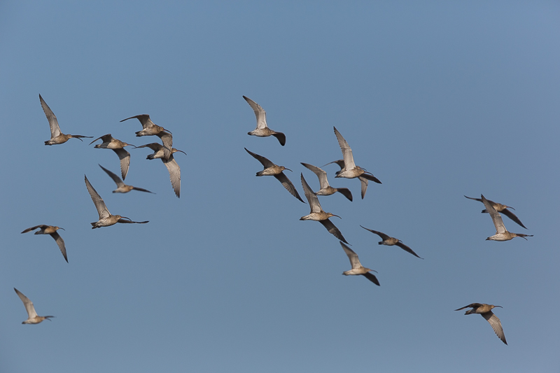 Große Brachvögel im Flug 4