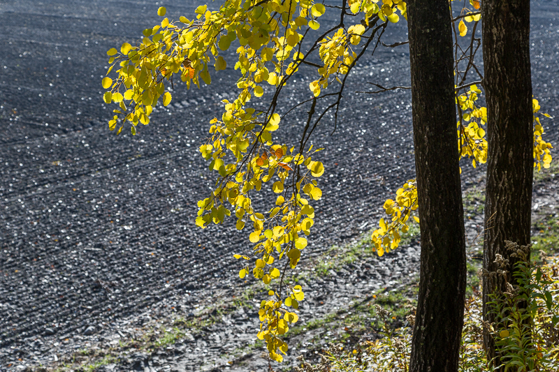 Rheinauen Hohenems 12