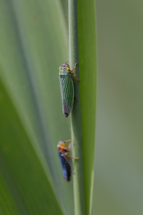 Grüne Zwergzikade 1
