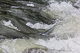 Stromschnellen 3