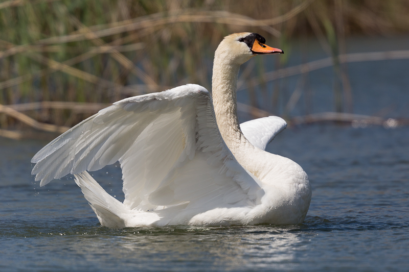 Schwanenwäsche 3