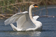 Schwanenwäsche 3