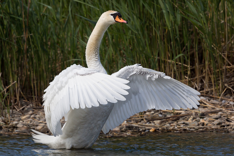 Schwanenwäsche 6