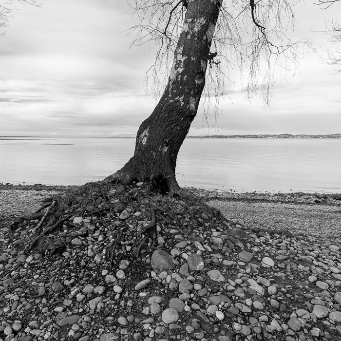 Bregenzerachmündung Schwarz-Weiß 3