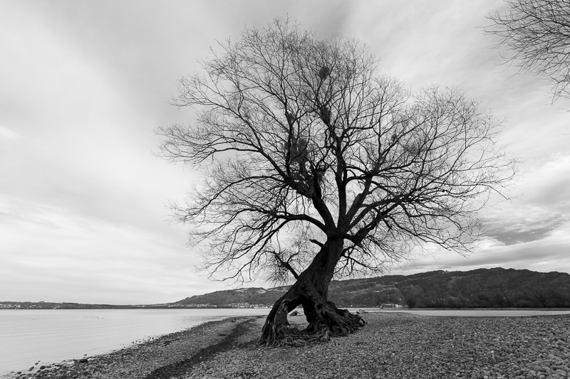 Bregenzerachmündung Schwarz-Weiß 6