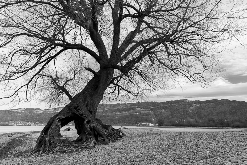 Bregenzerachmündung Schwarz-Weiß 7