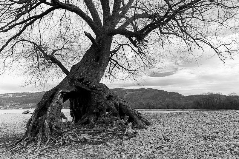 Bregenzerachmündung Schwarz-Weiß 8