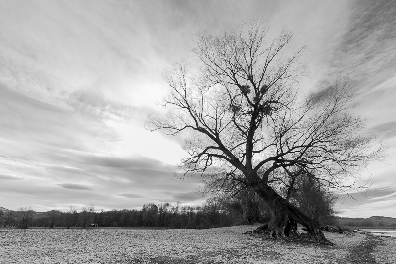Bregenzerachmündung Schwarz-Weiß 9