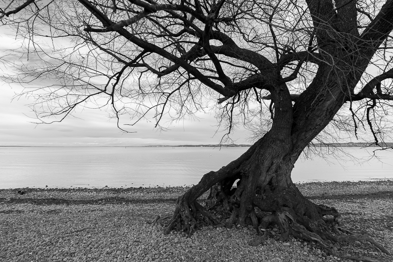 Bregenzerachmündung Schwarz-Weiß 10