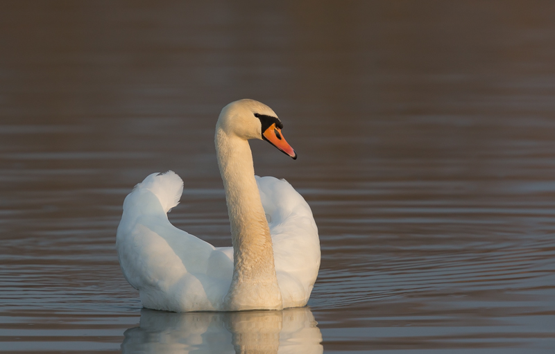 Schwan am Abend