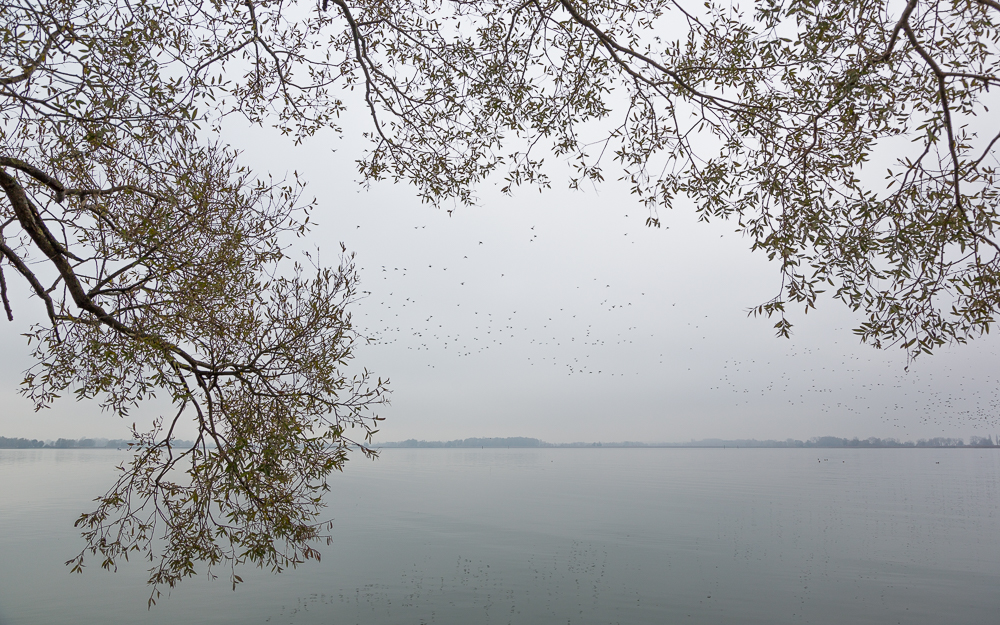 Fussacher Bucht mit Vogelschwarm 1