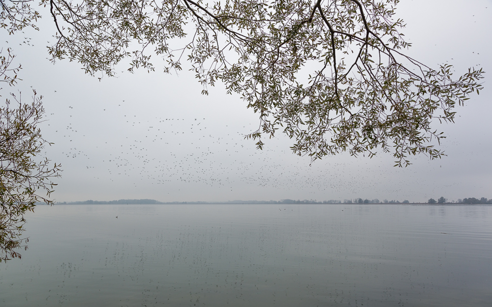 Fussacher Bucht mit Vogelschwarm 2