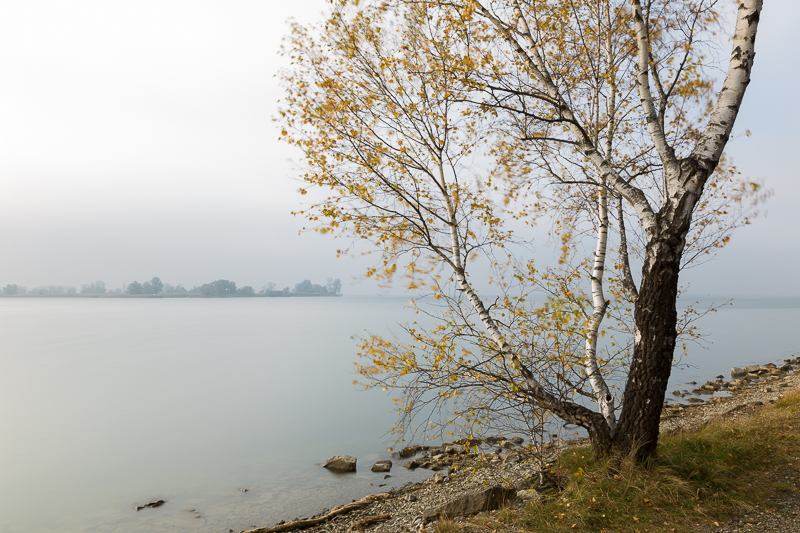 Baum am Ufer 3