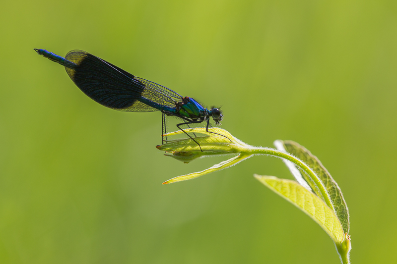 Gebänderte Prachtlibelle männlich 1