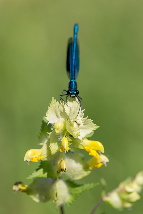 Gebänderte Prachtlibelle männlich 5