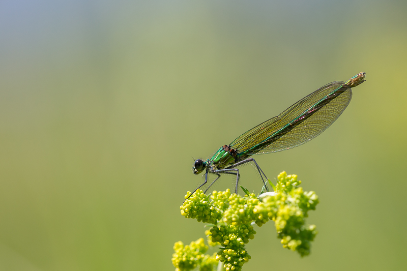 Gebänderte Prachtlibelle weiblich 6
