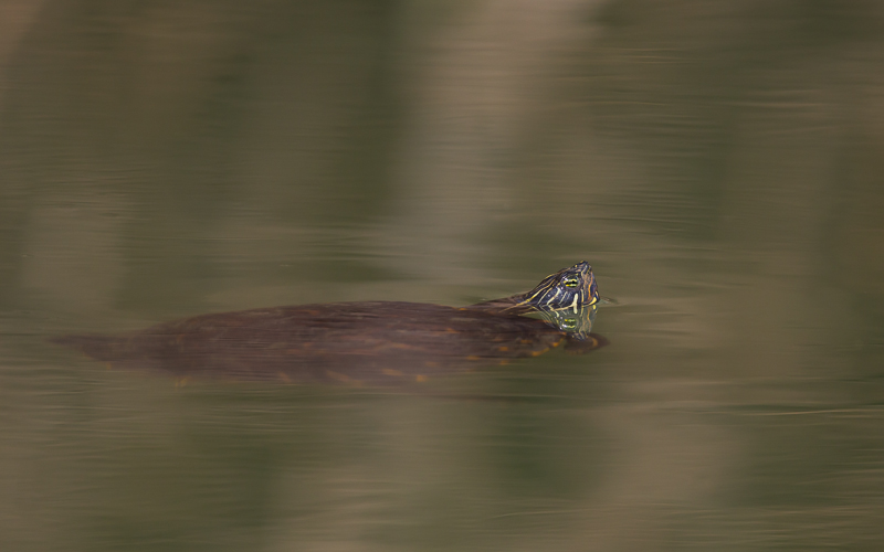 Schildkröten im Bodensee 7