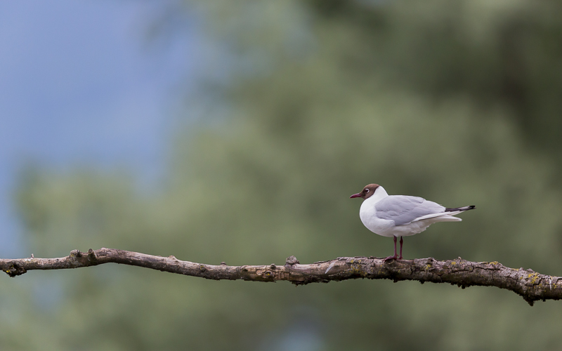 Lachmöven auf Ast 1