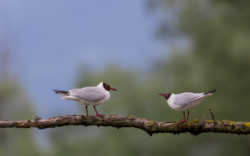 Lachmöven auf Ast 2