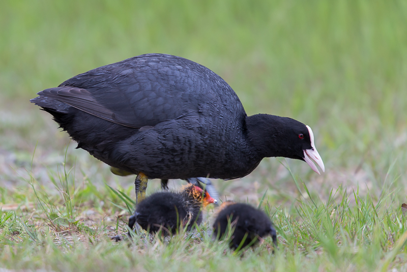 Blesshuhn und Nachwuchs