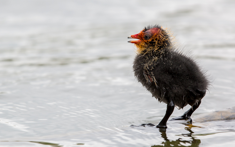 Nachwuchs vom Blesshuhn