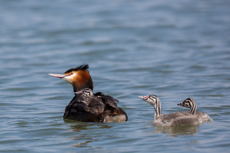 Nachwuchs bei den Haubentauchern 1