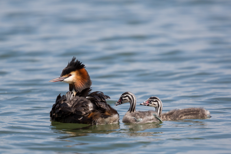 Nachwuchs bei den Haubentauchern 2