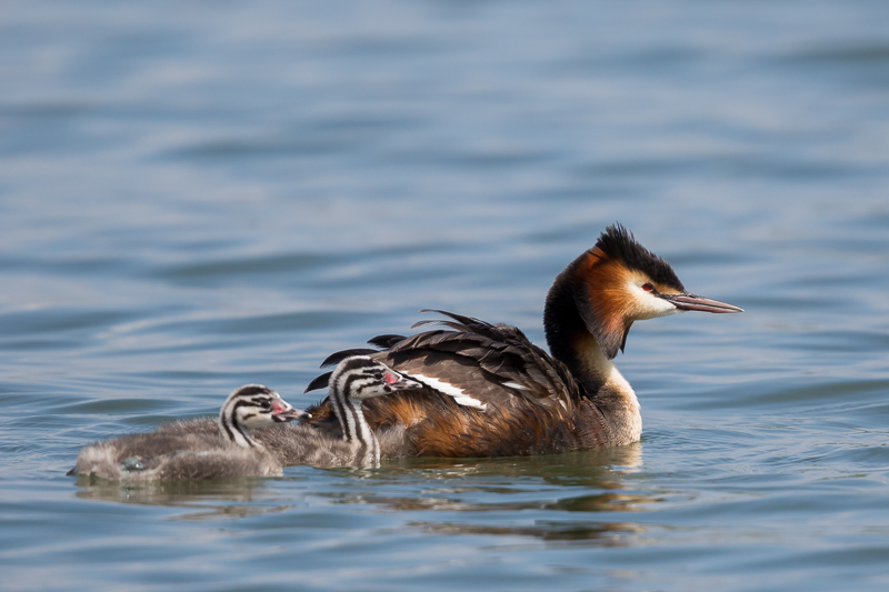 Nachwuchs bei den Haubentauchern 3