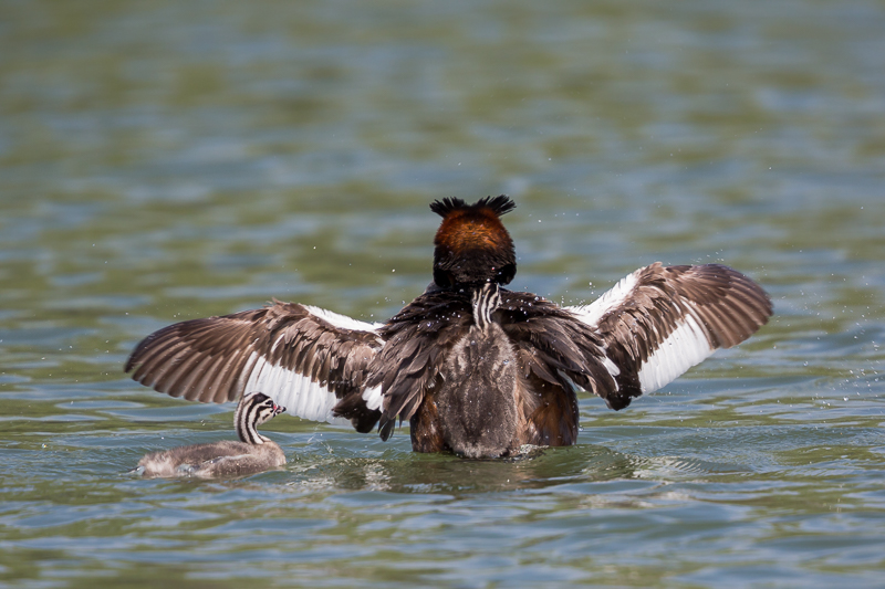 Nachwuchs bei den Haubentauchern 4