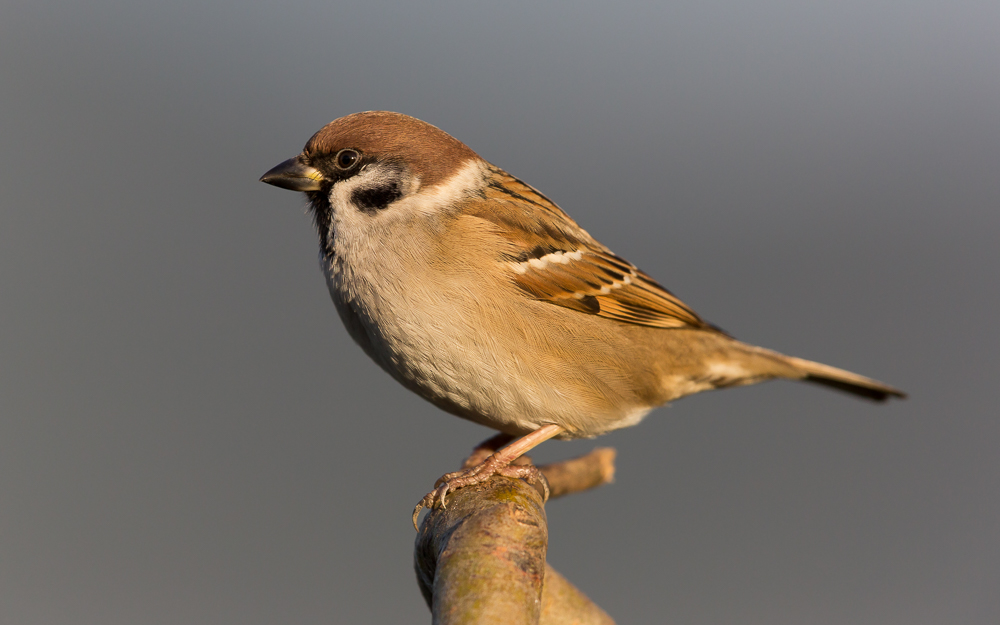 Feldsperling 1