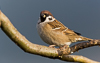 Feldsperling 2