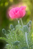 Mohn Impressionen 3