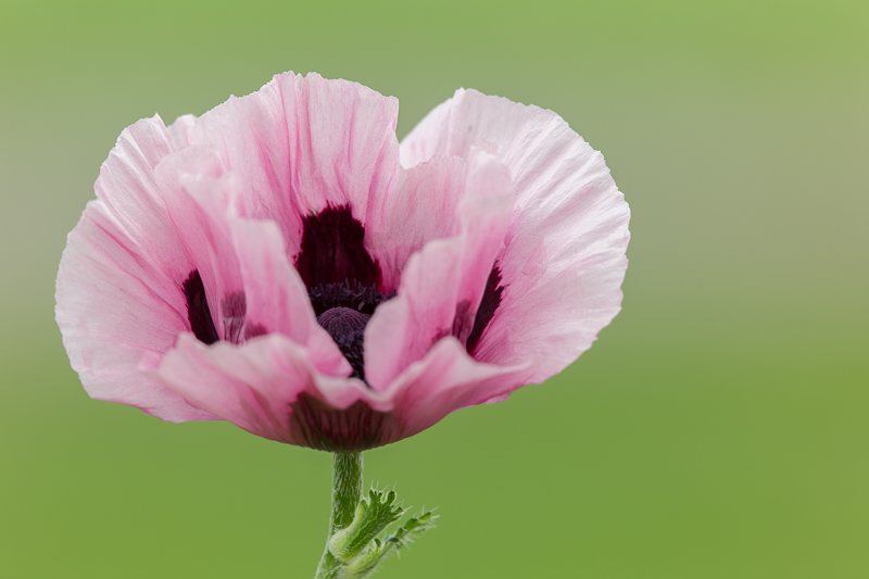 Mohn Impressionen 4