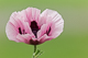 Mohn Impressionen 4